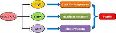The Regulation of Bacterial Biofilm Formation by cAMP-CRP: A Mini-Review